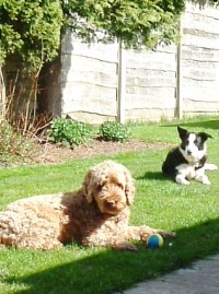 dogs